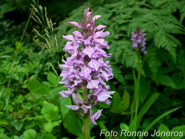 Dactylorhiza hybrids